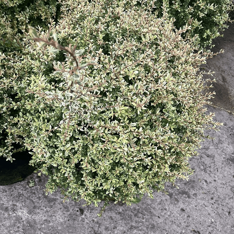 小丑火棘 多年生常绿灌木 耐寒彩叶花镜植物 四季变化不同色彩