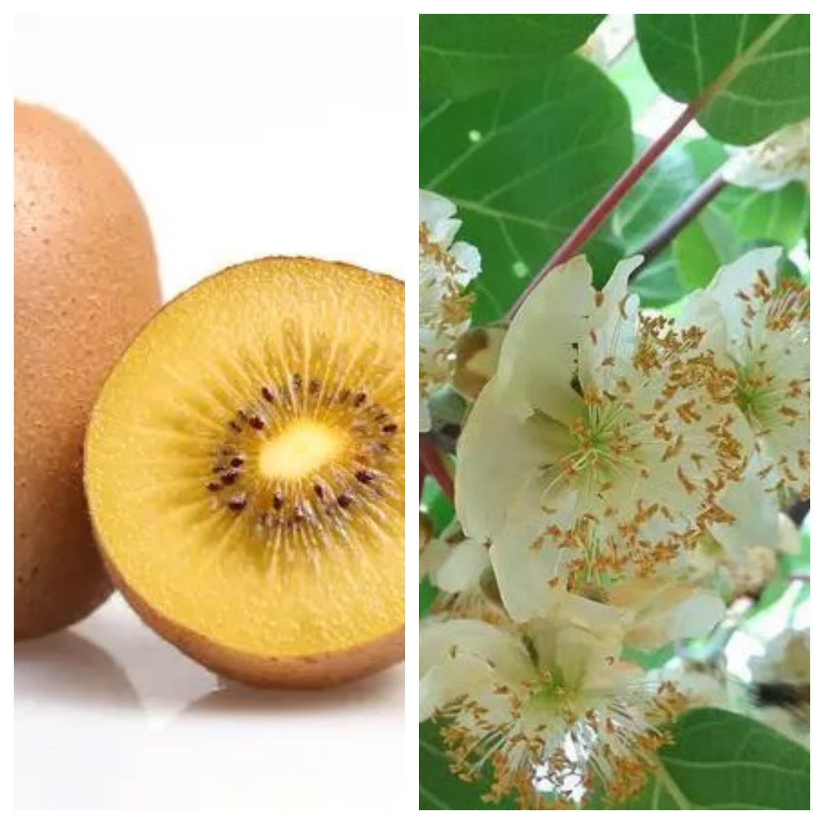 黄心猕猴桃成品苗 陕西周至阳光金果G3 黄肉猕猴桃嫁接苗 2年苗