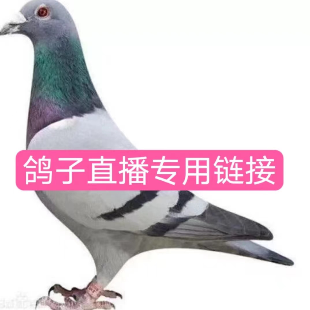 （2只装）农家散养土信鸽煲汤煮炖汤肉质鲜嫩