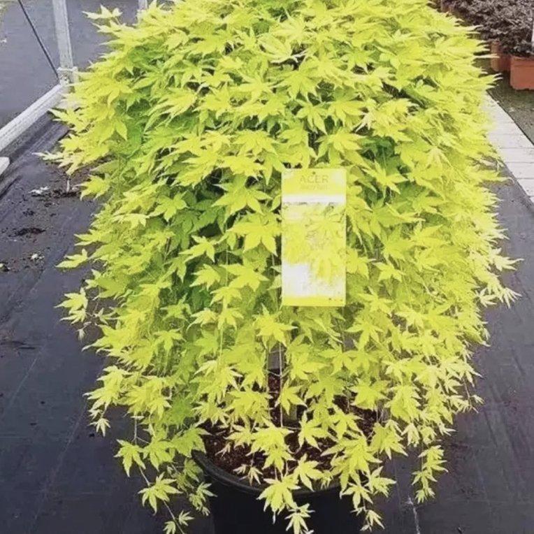 黄金流泉稻叶石榴红羽毛枫