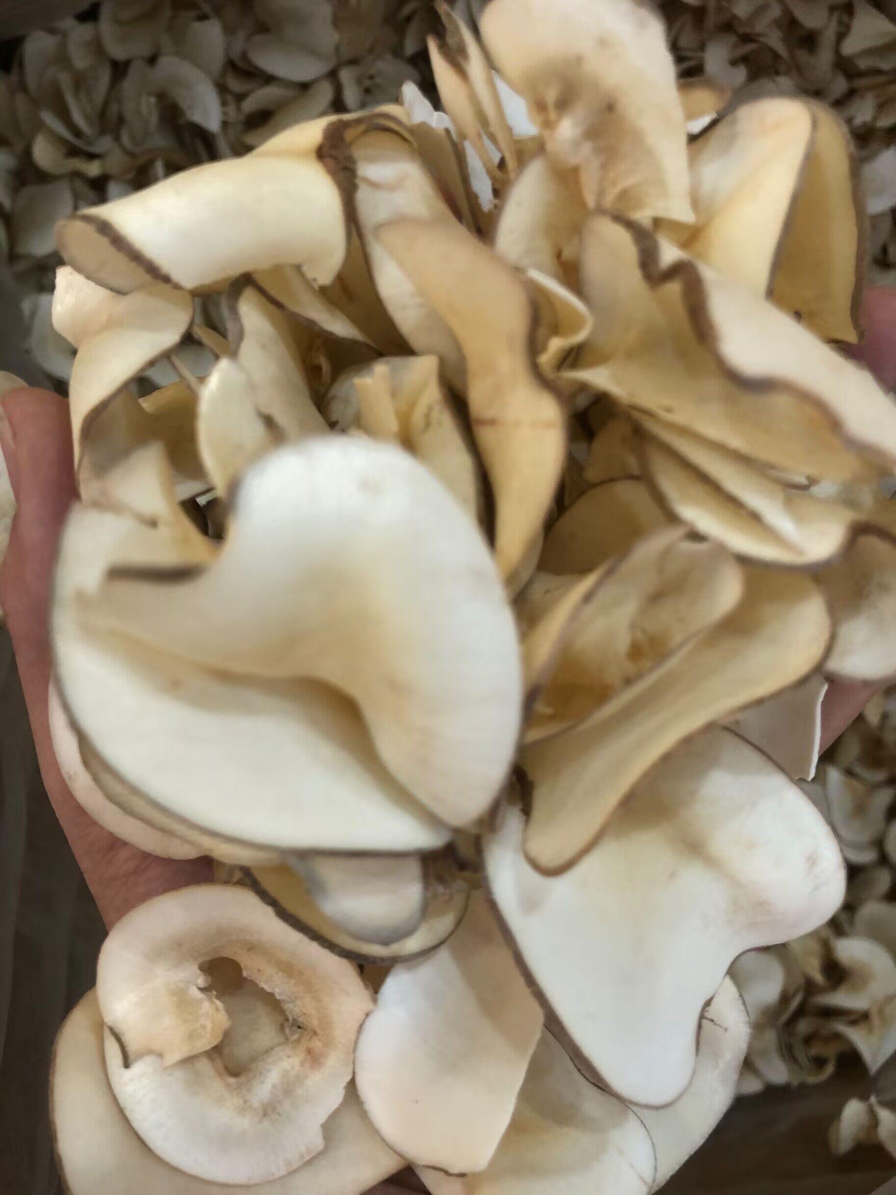 【玲玲补品】海底椰 150克