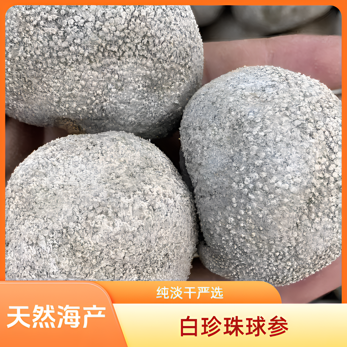 22头左右白珍珠球参 深海海产天然 纯淡干严选 250克～500克