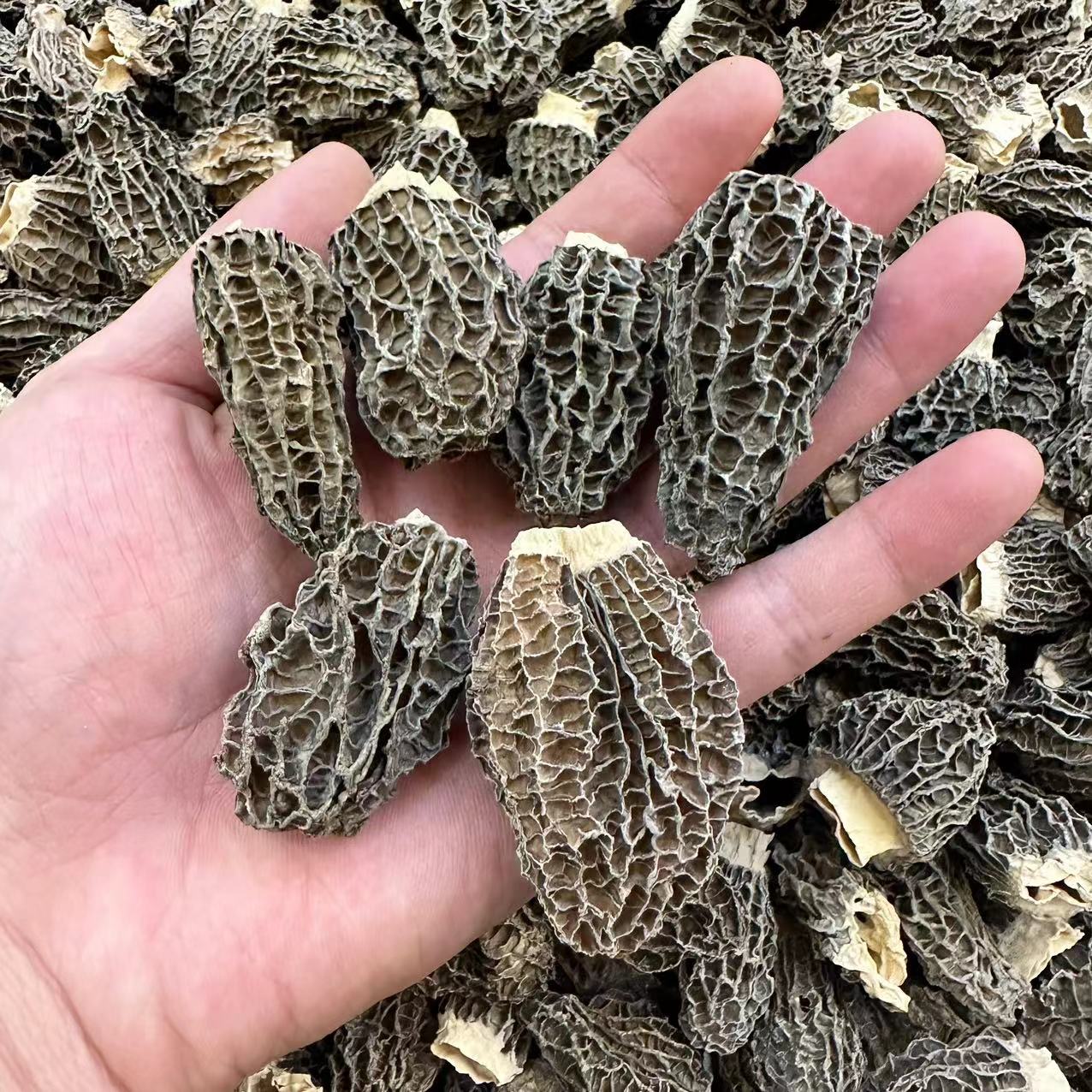 【羊肚菌】去柄厚肉羊肚菌 羊菌菇 250克-500克