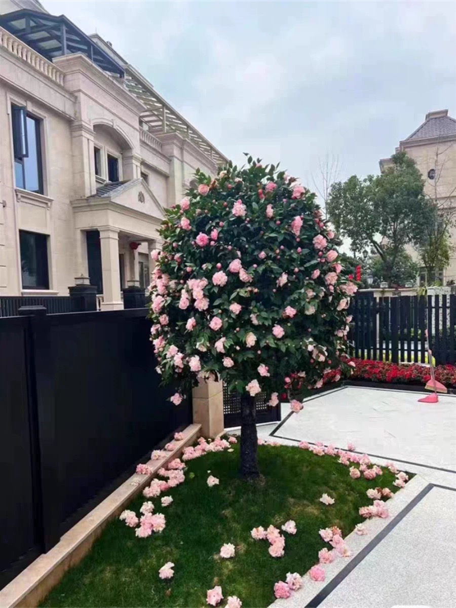 香妃茶花特大号茶花别墅庭院植物