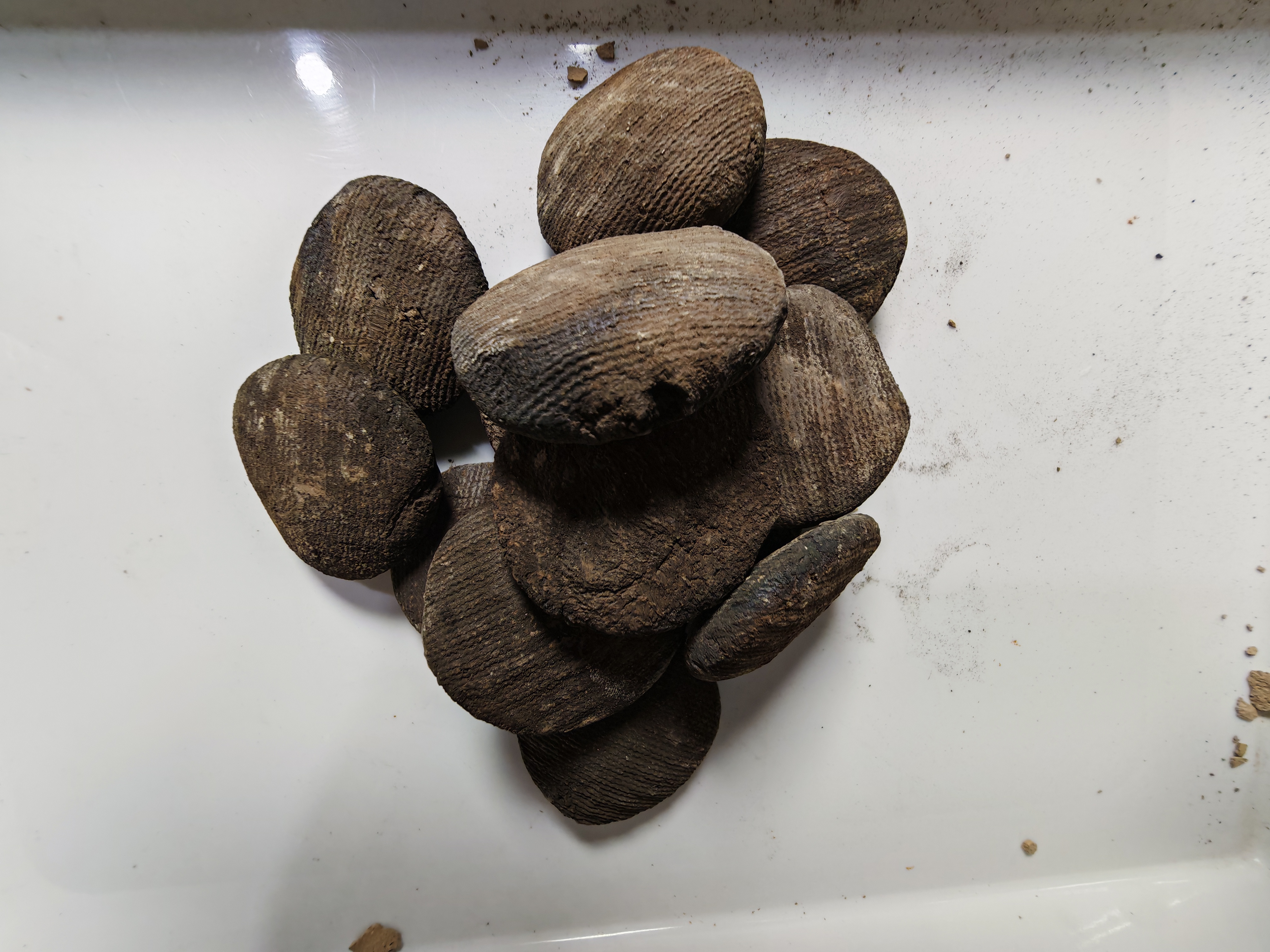 营养土        烟熏混搭小纽扣果木熏制不苦不辣火大款（没土味）