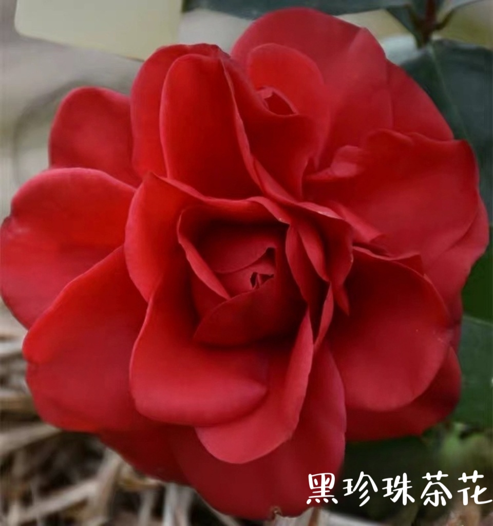 正品山茶花树苗盆栽名贵品种带花苞绿植好养易活植物