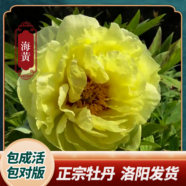 【海黄】今安牡丹花苗黄色系重瓣大花庭院种植（裸根）保对版洛阳发货