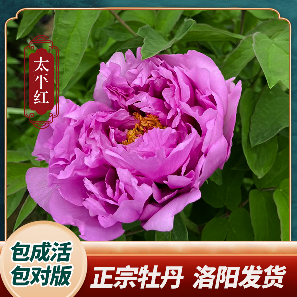 【太平红】今安牡丹花苗红色系重瓣大花庭院种植裸根保对版洛阳发货