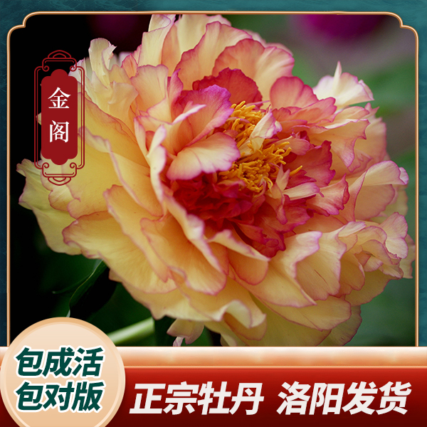 【金阁】今安牡丹花苗黄色系重瓣大花庭院种植（裸根）保对版洛阳发货