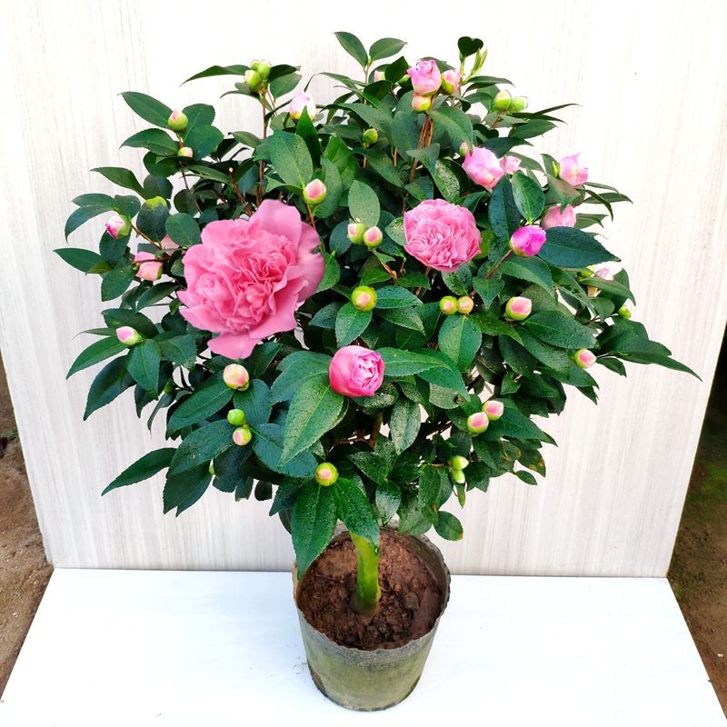 香妃山茶花盆栽树苗烈香浓香型植物四季开花带花苞阳台庭院好养