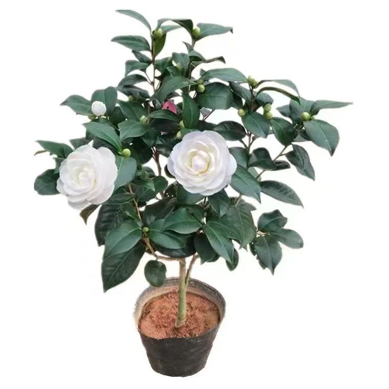 东方亮茶花树苗室内花卉盆栽易活四季开花植物室外庭院阳台带花苞