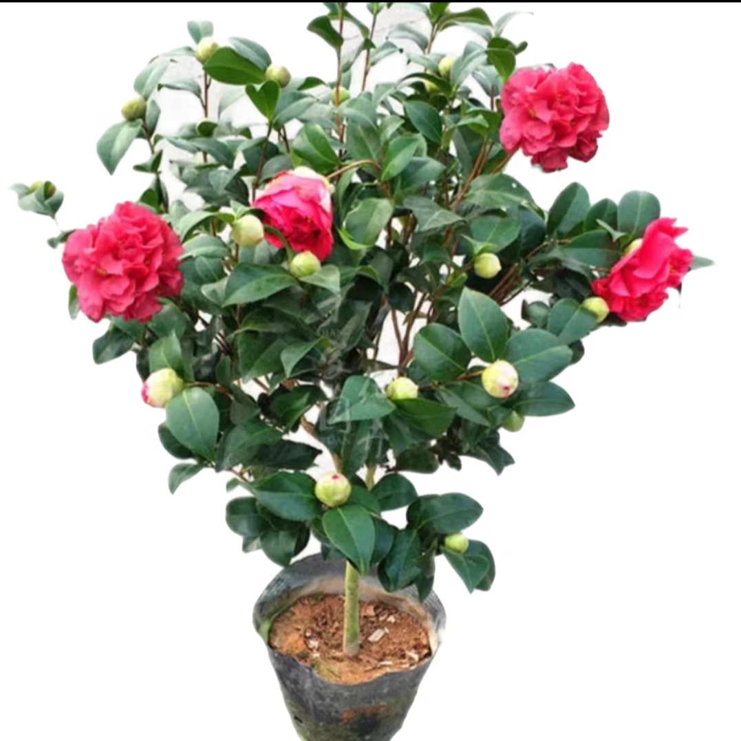 克瑞墨大牡丹茶花盆栽带花苞浓香巨型香水山茶花花卉植物庭院