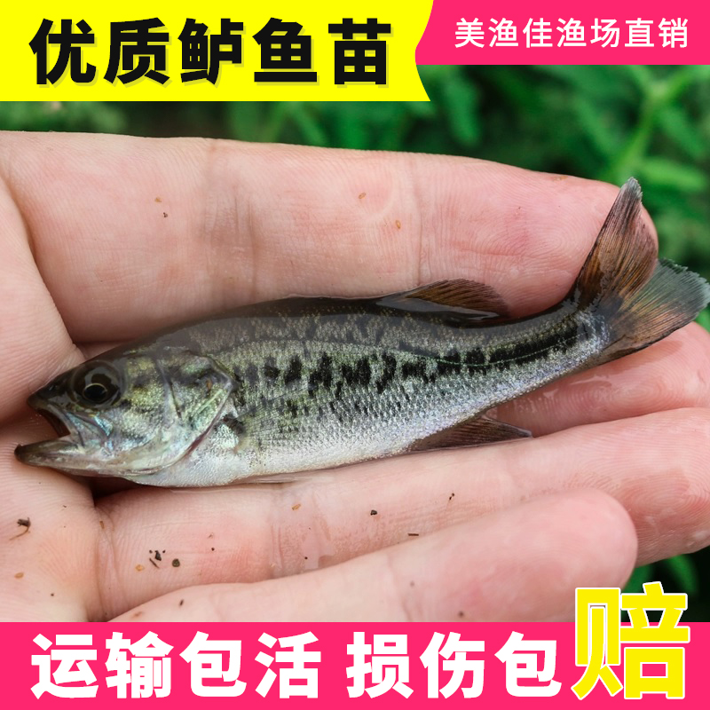 优质小鲈鱼十公分苗路亚大口食用黑鲈鱼冷水淡水加洲加州鲈鱼4g