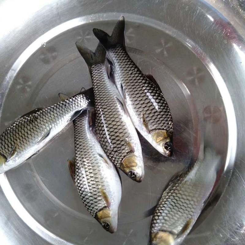 四川清波鱼2g每条中华倒刺鲃