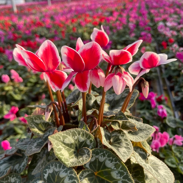 红色梦幻包仙客来邮好养