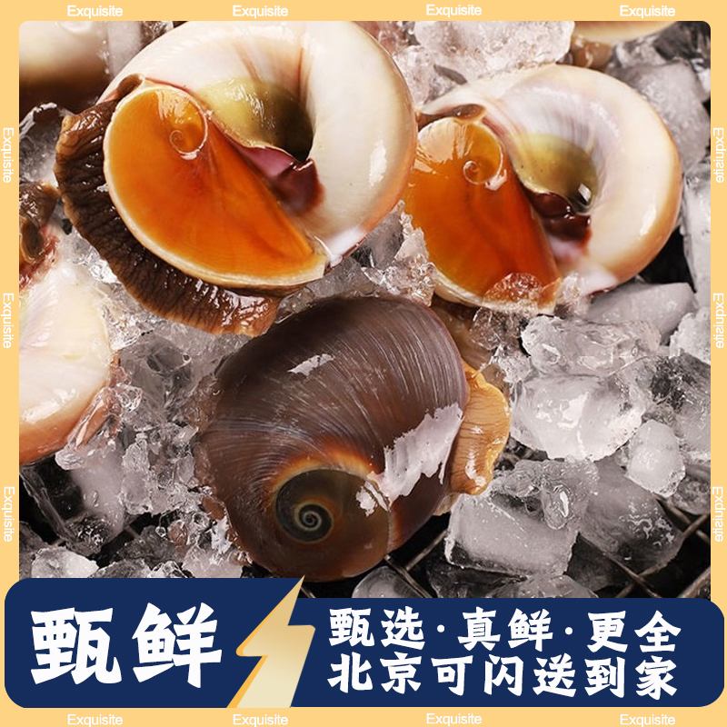 500g 北京闪送 鲜活猫眼螺 香螺 肚脐螺 Cat's eye snail