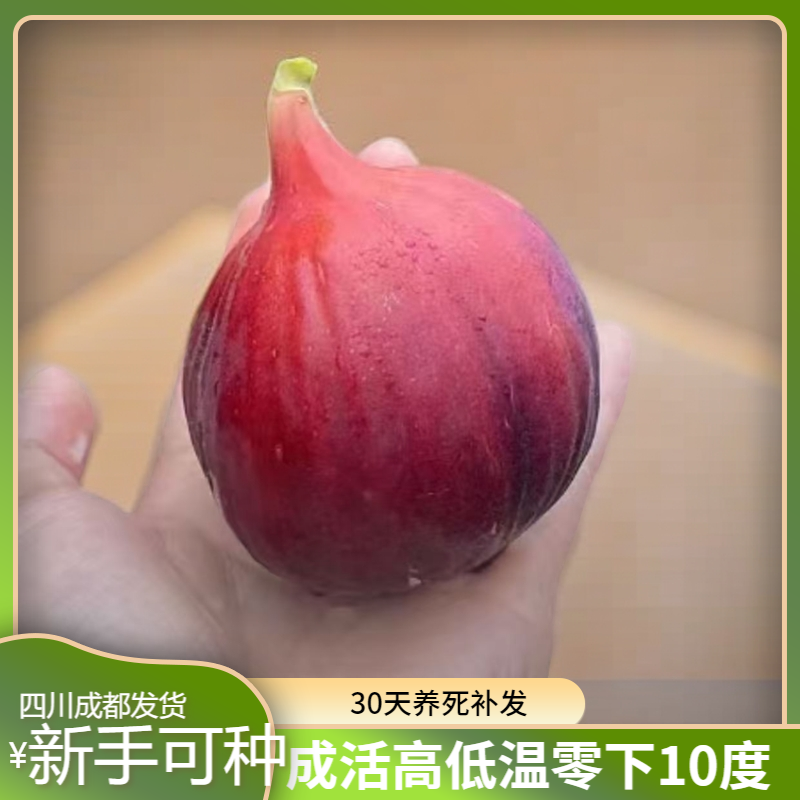 波姬红南北庭院地栽盆栽绿植