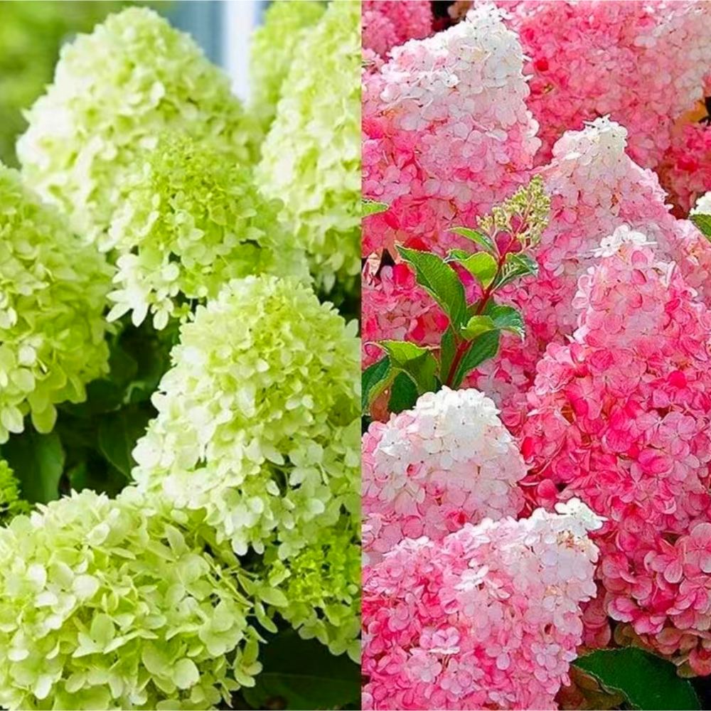 【梵秘花礼】圆锥木绣球-香草草莓 适合庭院地栽
