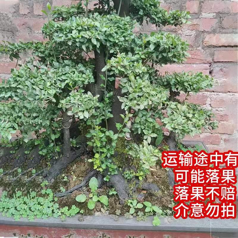 金弹子瓶兰花原生地景母桩