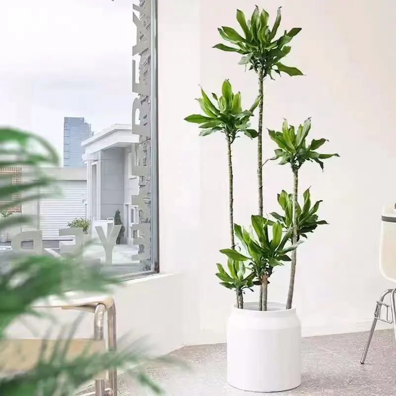螺纹铁植物大盆栽轻奢室内大型落地绿植客厅开业乔迁绿色好养真花