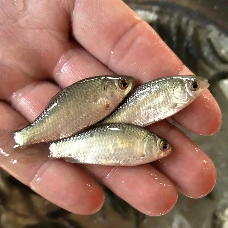 中科5号鲫鱼大板鲫长势快包邮包活