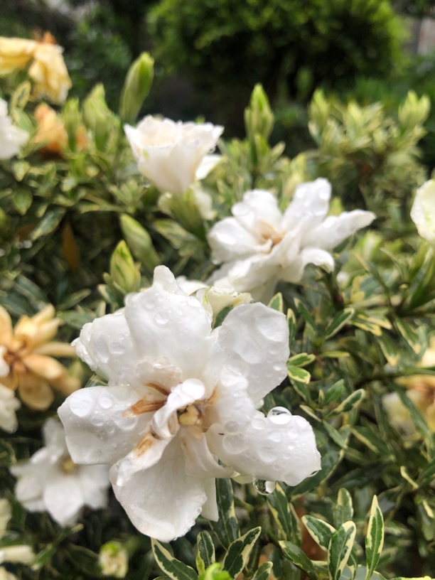 栀子花叶斑露香味浓郁小叶重瓣天然微盆景树型雀舌叶型原盆发老苗