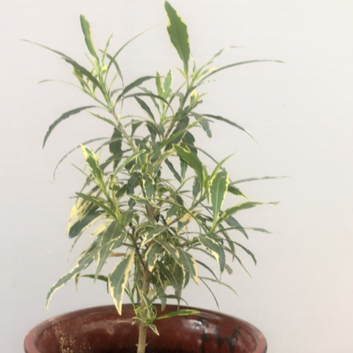 种植斑露花叶小叶金边雀舌栀子重瓣纯白浓香原生枝干苗小盆景植物