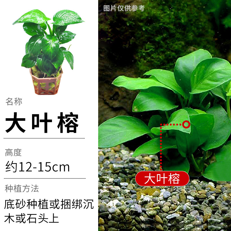 水草阴性批发植物造景小巴榕新手