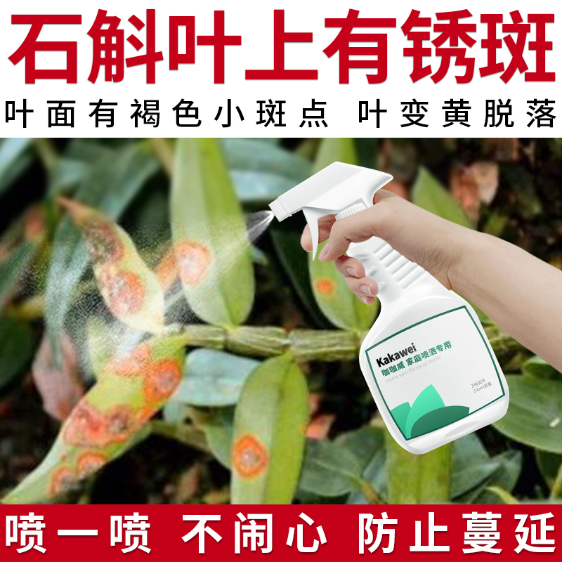 朱顶红石斛有黄色红色的锈斑专用喷壶