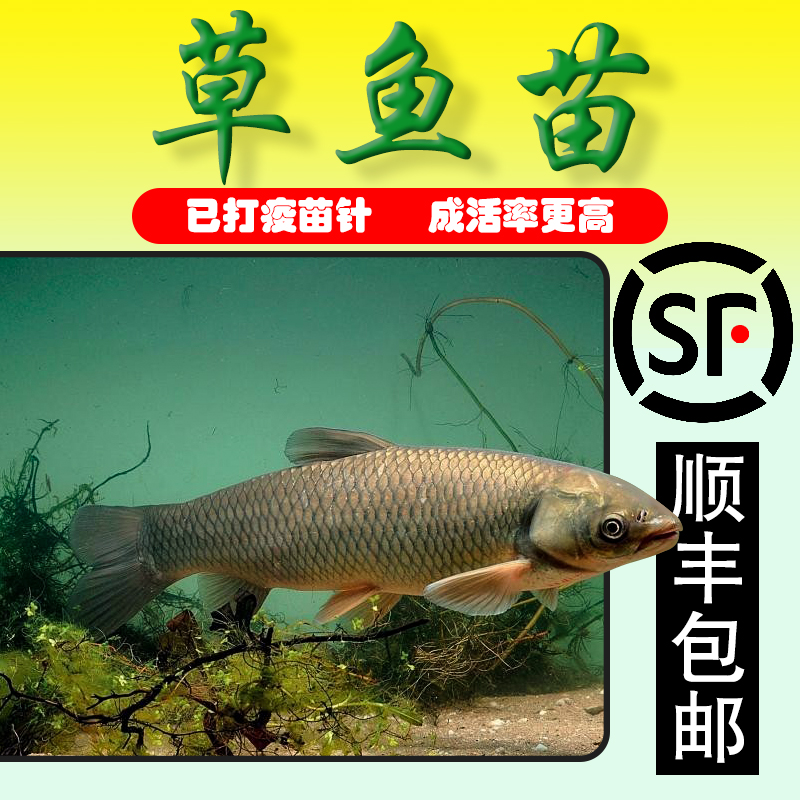  广东草鱼 皖鱼 草混子四大家鱼苗批发淡水水族宠物观赏鱼场发货