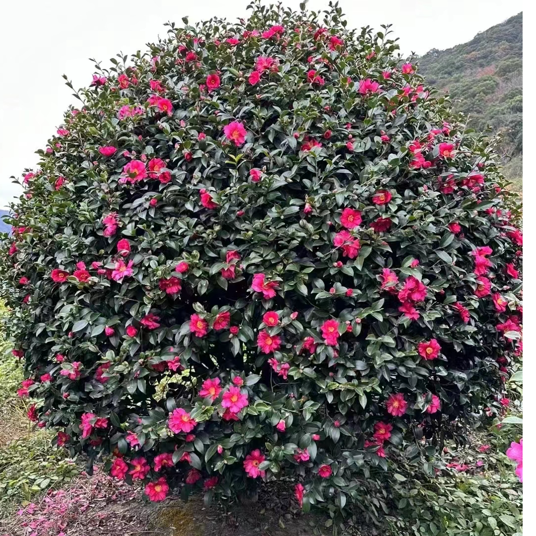 茶梅立寒财神丹玉小桃红朝仓乙女昭和之荣耐寒抗旱四季尝青