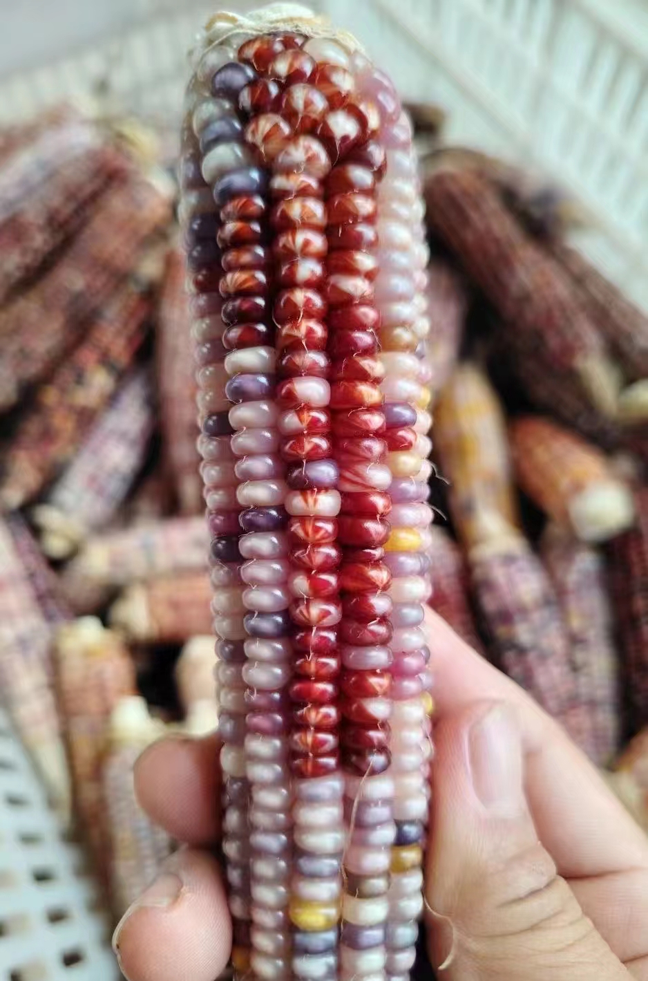 文玩玉米手把件30链接（默认微瑕no退换）请仔细阅读详情