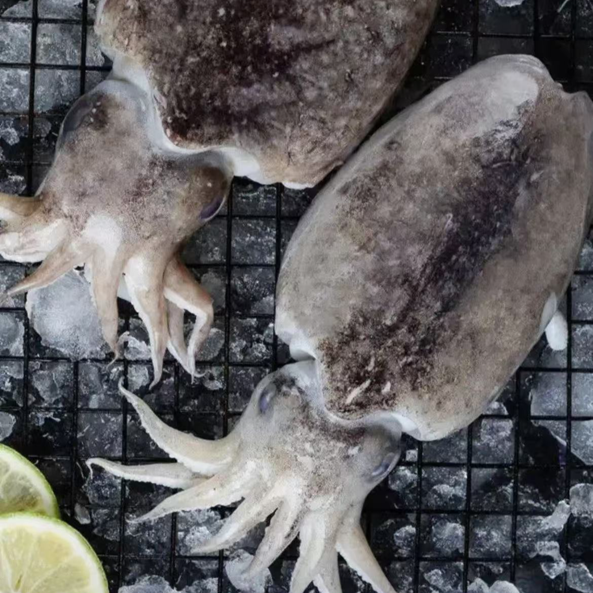 【东港本地】新鲜乌鱼  顺丰发货