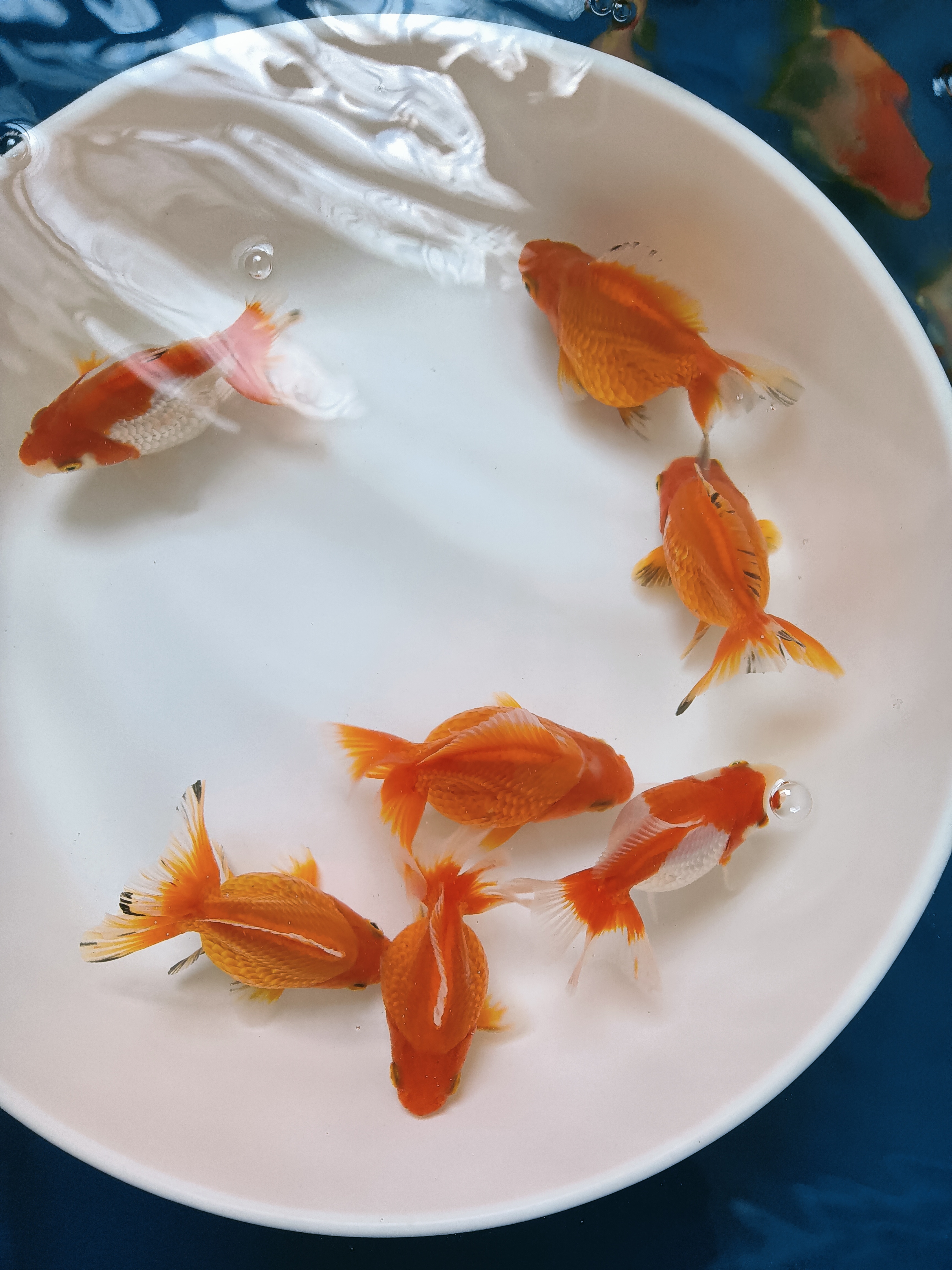 观赏鱼金鱼直播间自选鱼发货以直播间截图为准私拍随机发五条小鱼
