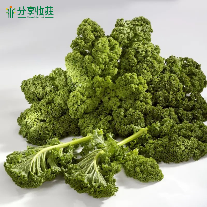 分享收获生态羽衣甘蓝 | 质味脆清 | 农场自产