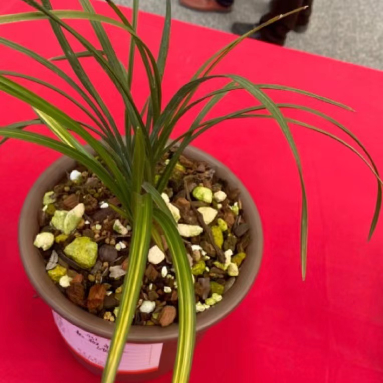 惠兰艺草、春兰艺草