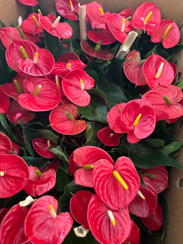 红掌盆栽花卉好养一帆风顺绿植鸿运当头四季开花室内易活