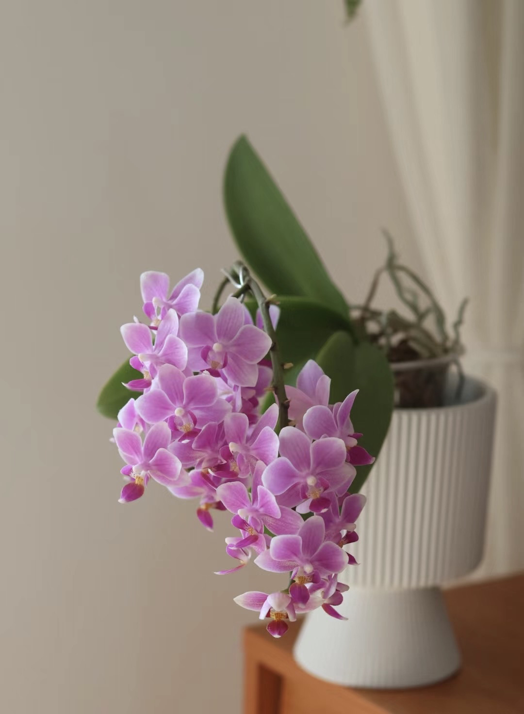 蝴蝶兰———(香格里拉)开花发货（全场两颗包邮只拍一颗发花后苗）