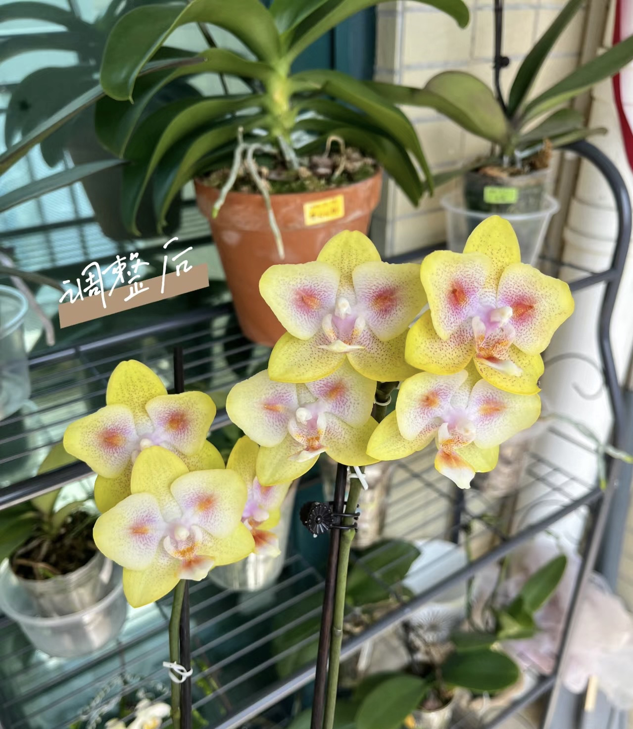 蝴蝶兰———(海绵宝宝)(任意两颗包邮只拍一颗发苗)