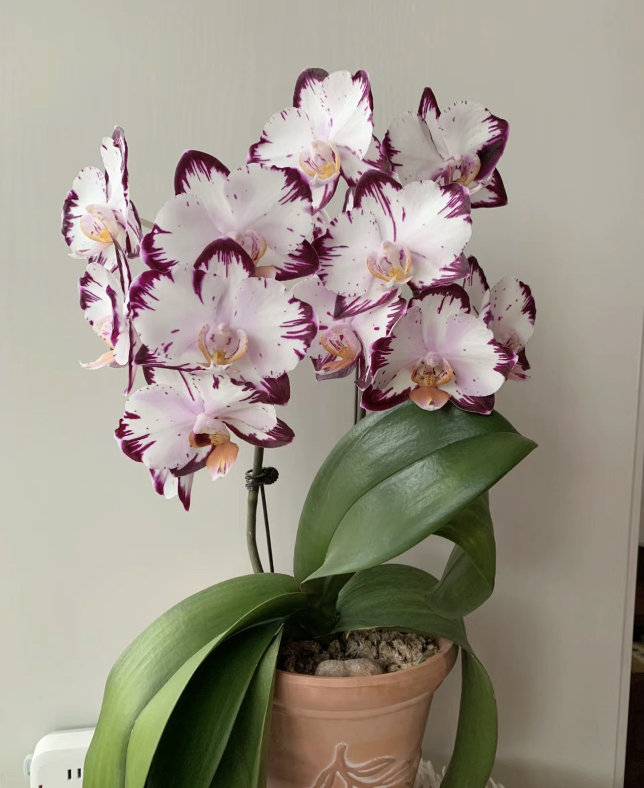 蝴蝶兰———(哈根达斯)开花发货断剑不售后