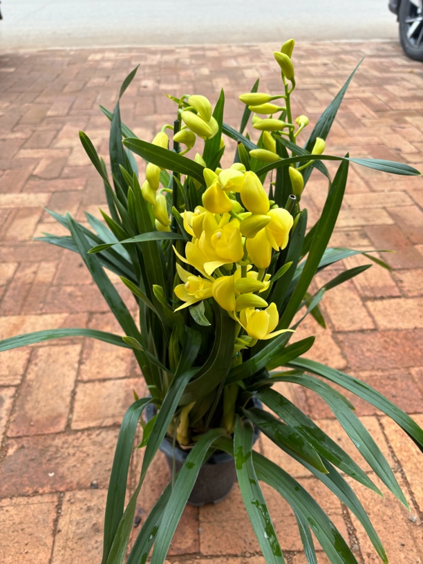 金皇后----大花蕙兰（0度以下拍保温棉不拍不售后）