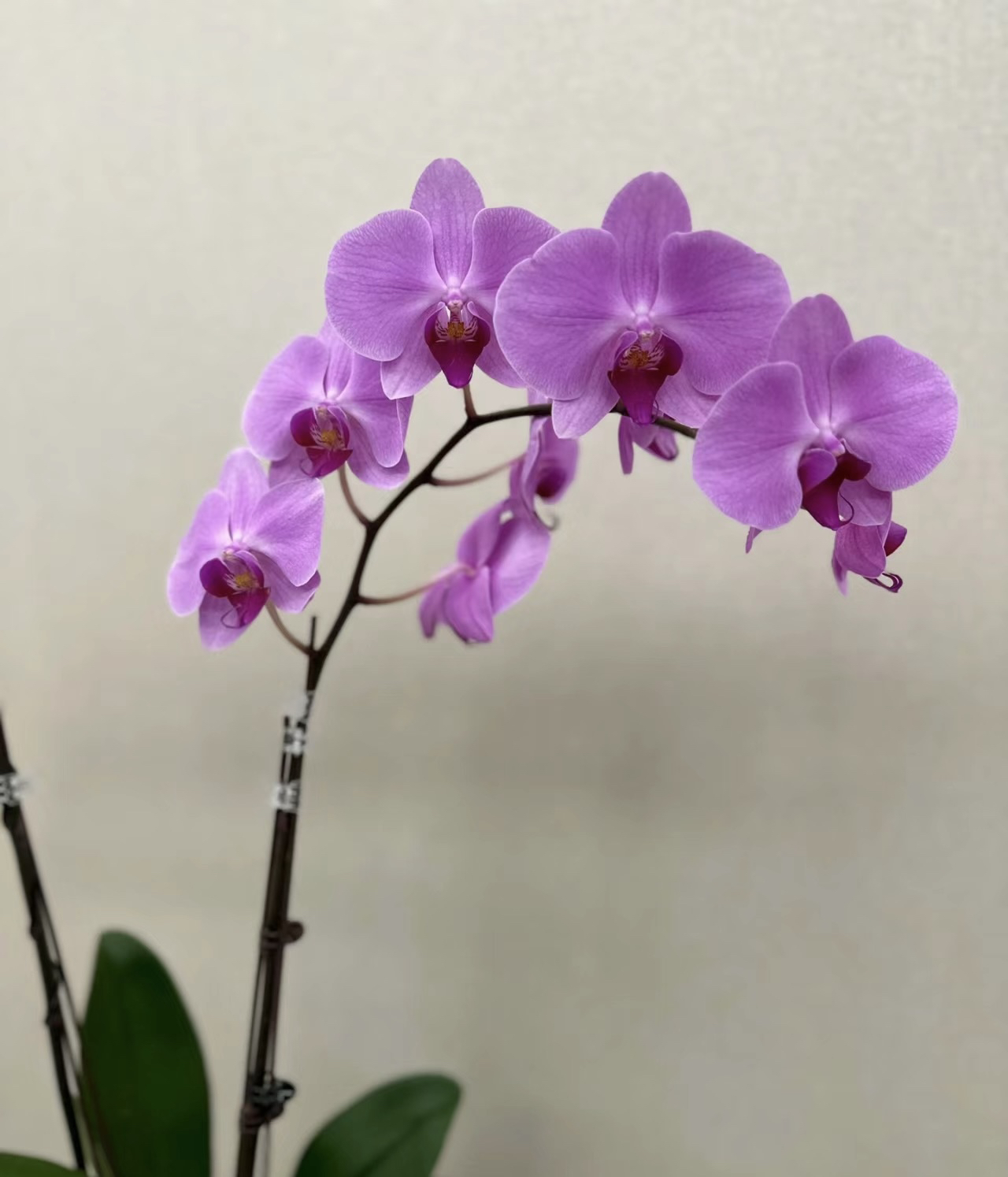 蝴蝶兰———(明尼阿波利斯)(任意两颗包邮只拍一颗发苗)