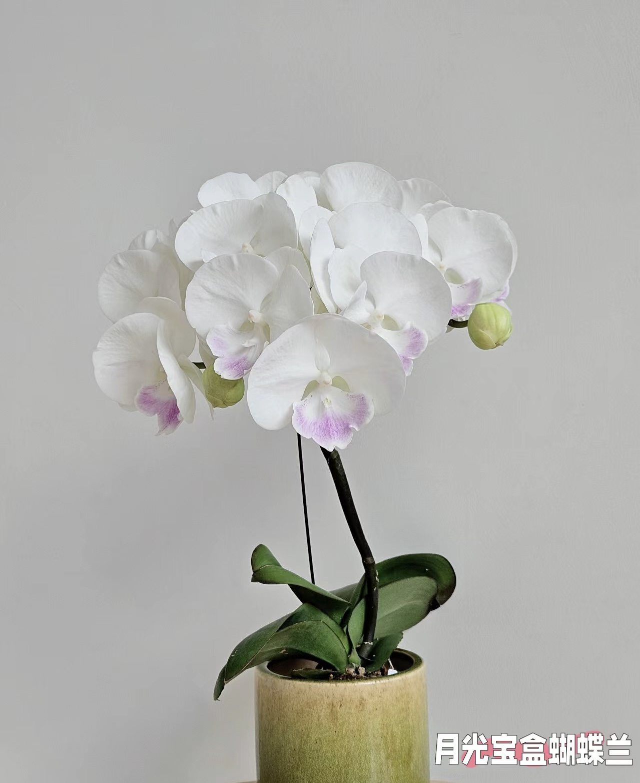 蝴蝶兰———(月光宝盒)(任意两颗包邮只拍一颗发苗)