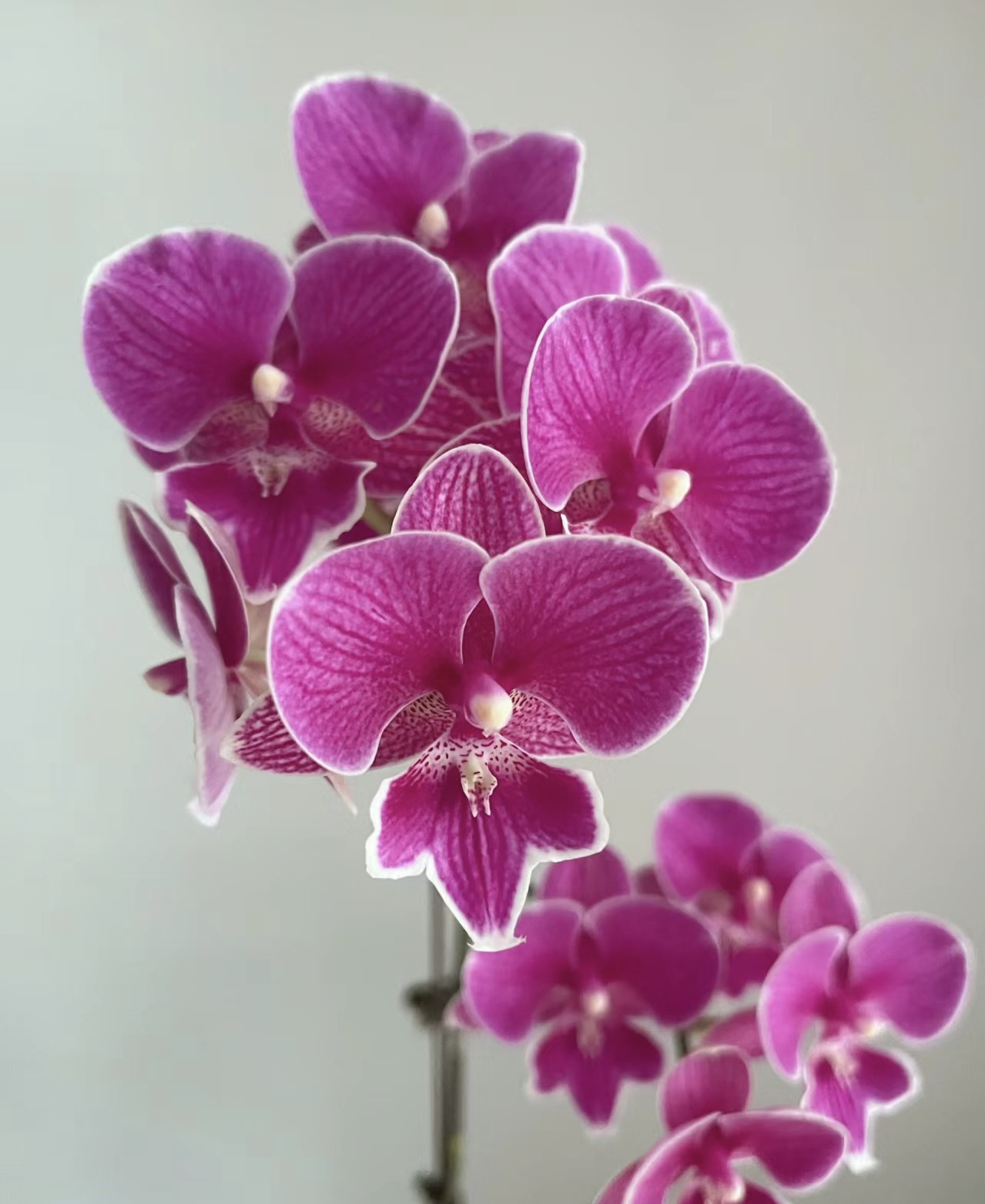 蝴蝶兰———(红豆)(任意两颗包邮只拍一颗发苗)