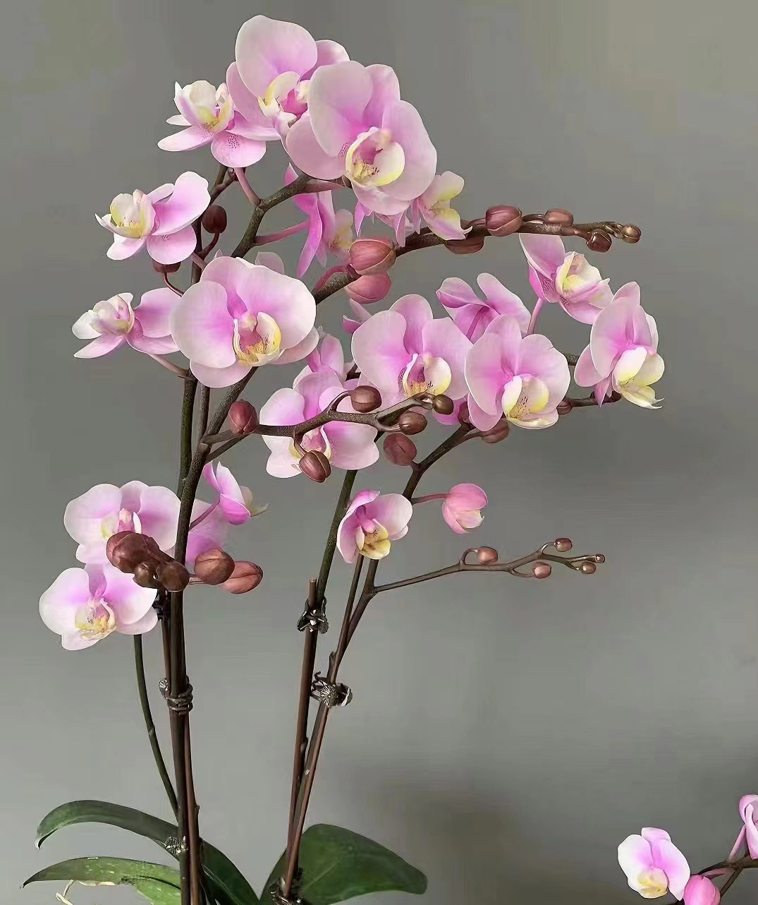 蝴蝶兰———(小梅花)(任意两颗包邮只拍一颗发苗)