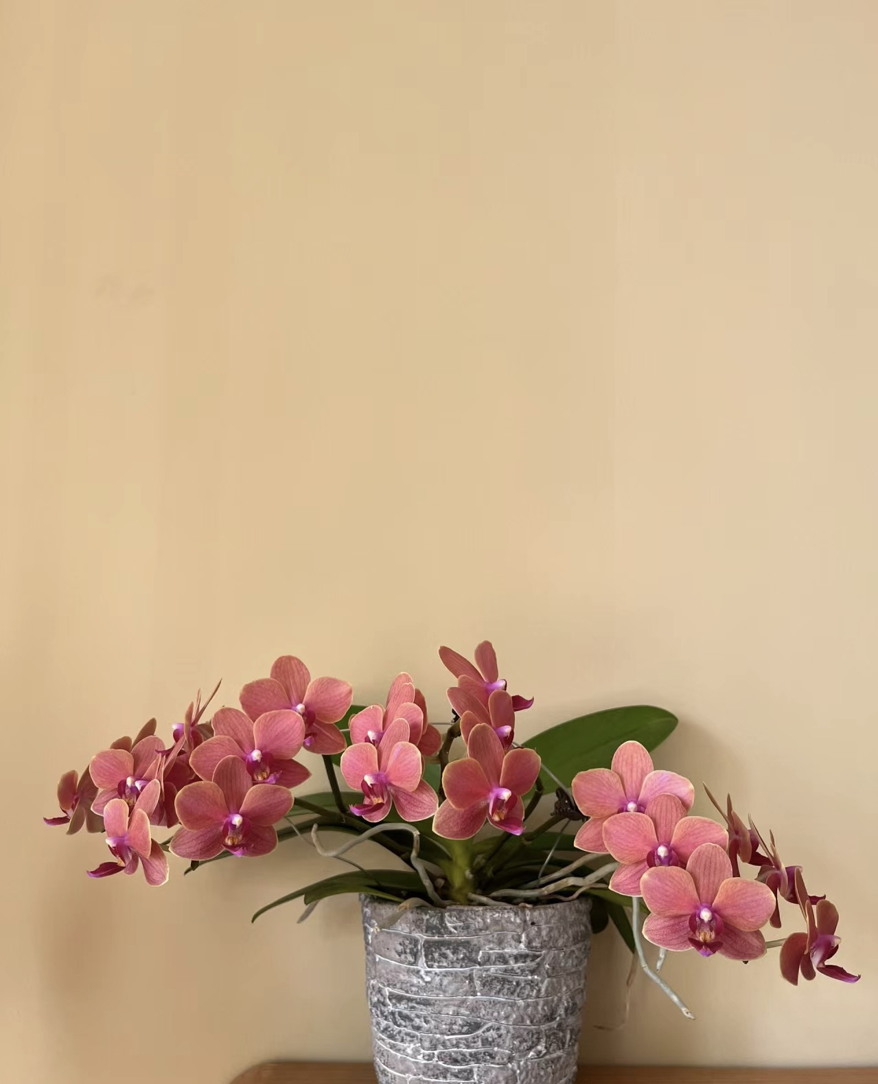 蝴蝶兰———(博尔扎诺)开花发货