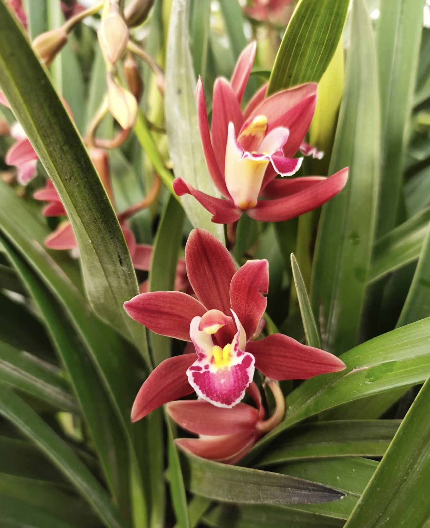 大花蕙兰——混发 