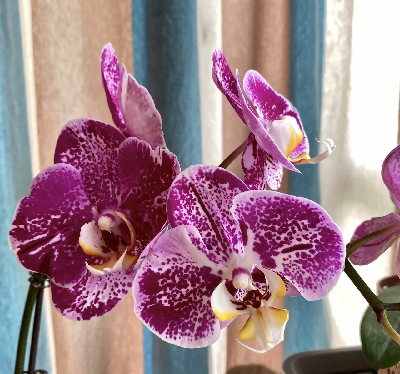 蝴蝶兰———(变异藏宝图)花不售后