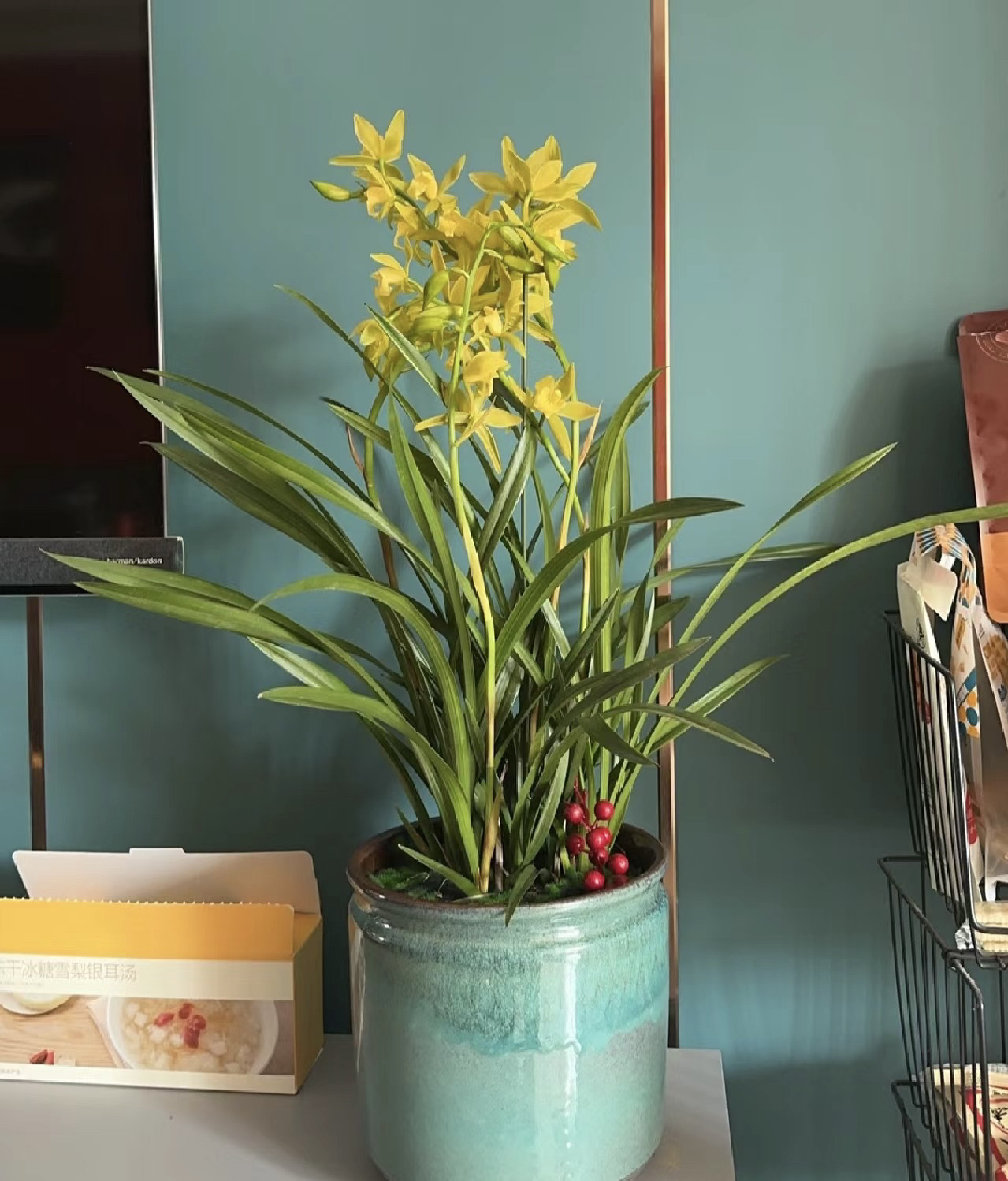 杂交兰——金边黄金小神童 （0度以下拍保温棉不拍冻坏不售后）