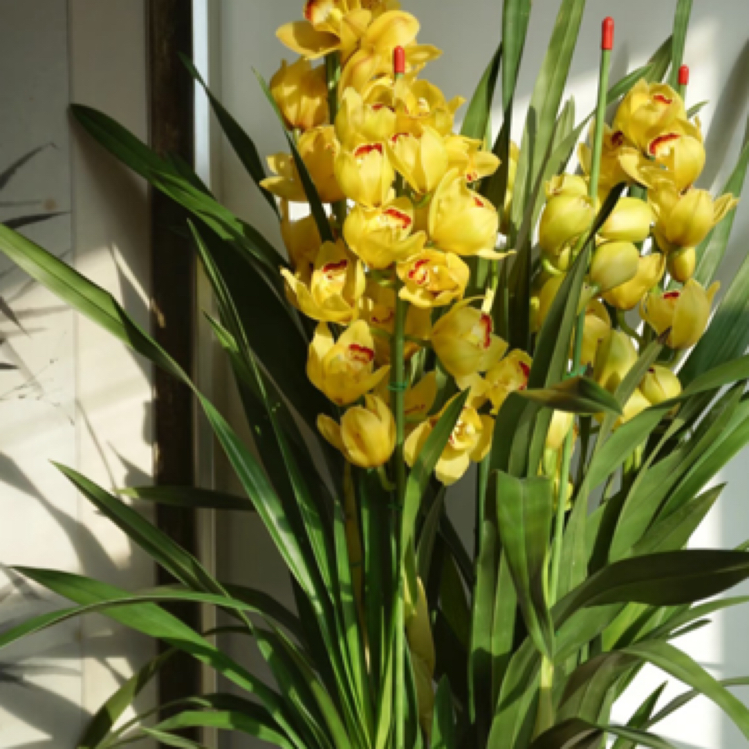 黄金岁月 ---大花蕙兰落地款盆坏不售后·保温棉不拍冻坏不售后